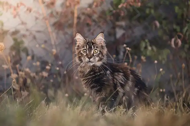 Magnificent Maine Coons: Meet Instagram’s Biggest Cats!