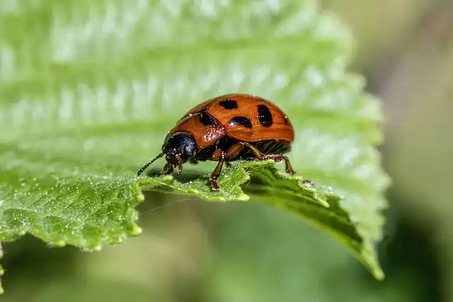 Pet-Safe Pest Control: Protecting Dogs from Pesticides