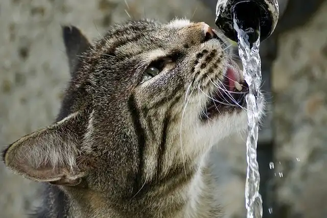 Petlibro Dockstream: Smart Cat Water Fountain Review