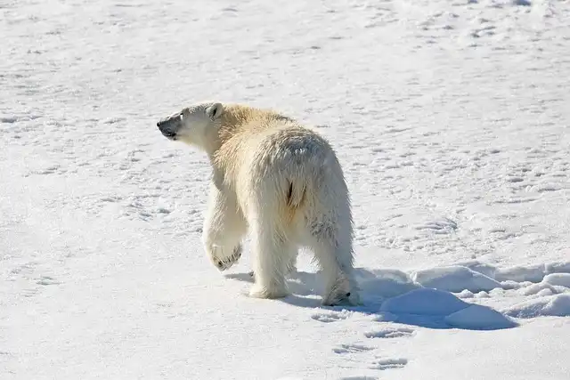 Polar Bears & Arctic Scavengers: Food Web Impact