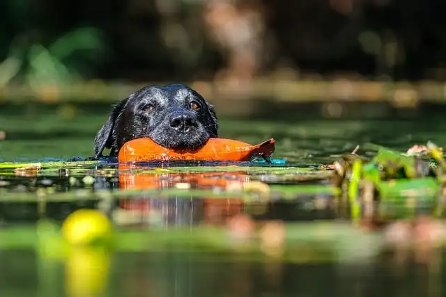 Protecting Working Dogs: Diet, Training & Gear