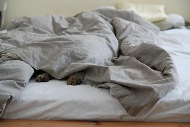 Scared Cat Care: Building Confidence & Reducing Anxiety