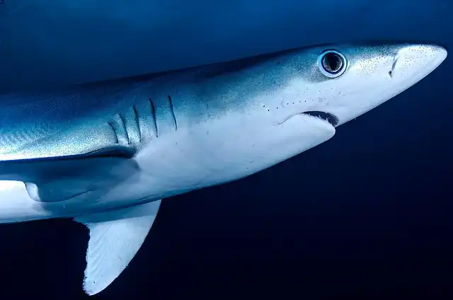 Shark Attacks: Reducing Risks with New Wetsuit Tech