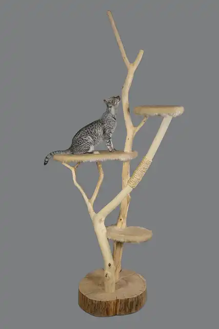 Stop Cat Scratching: Furniture & Wall Protection Tips