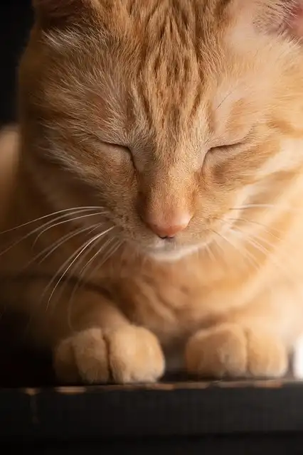 Tonkinese Cats on Instagram: Meet the Fabulous Felines!