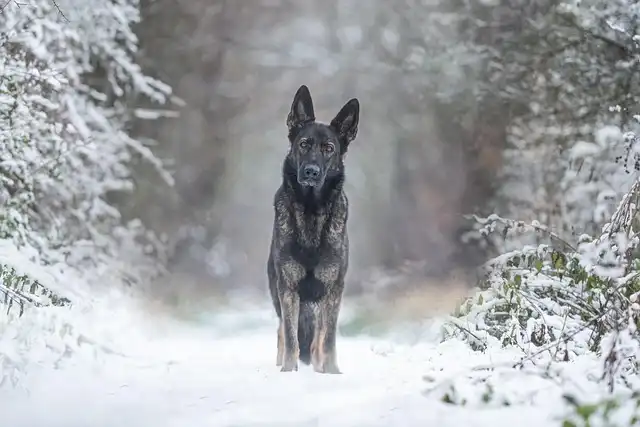 Winter Dog Walking Safety: Gear, Tips & Paw Care