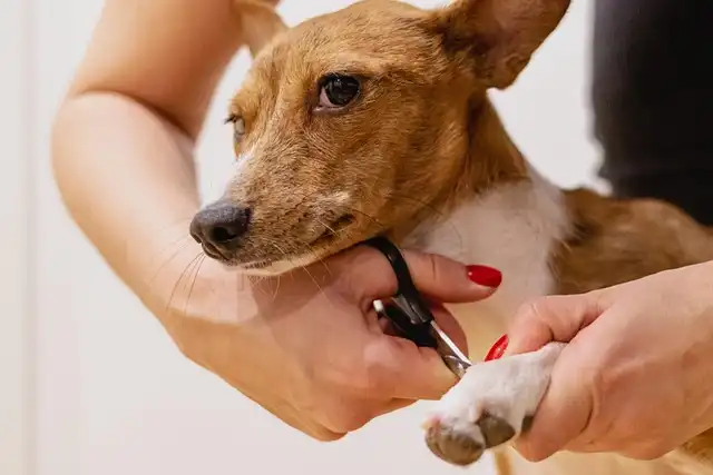 Dog Nail Clippers: Safe Trimming Guide & Best Clippers
