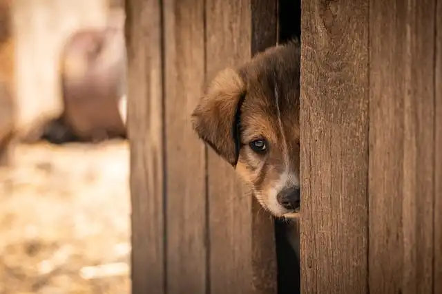 Modern Dog Care Trends: Health, Adoption & Community Action