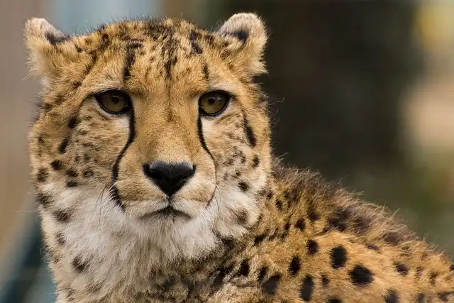 Best Catio Reviews 2024: Top Outdoor Enclosures for Happy and Safe Cats