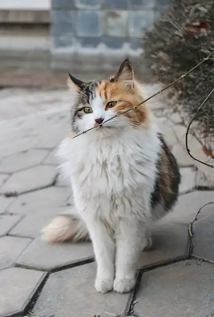 Cats’ Scent Secrets: How They React to Familiar & Unfamiliar Human Odors