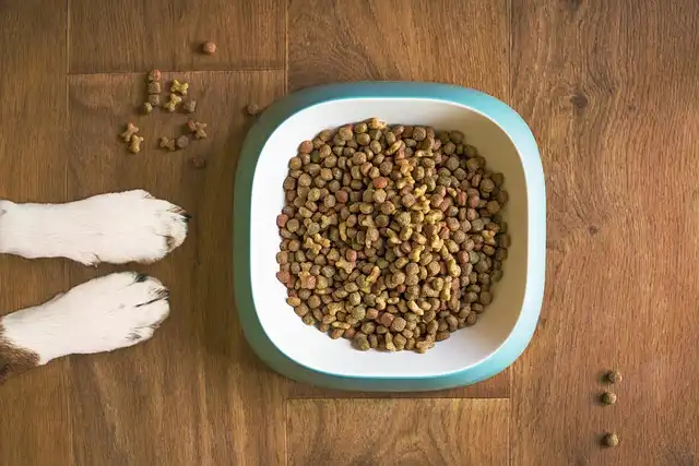 Dog Nutrition Guide: Fresh Food, Protein Needs, and Expert Feeding Tips