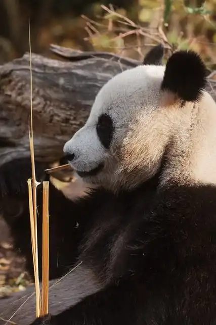 North Atlantic Right Whale Decline: Threats, Conservation & Recent Deaths