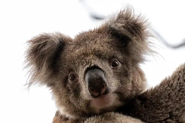 Koala Genetic Comeback: Victoria’s Population Recovers Diversity