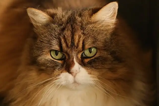 Litter-Robot 5 Review: Smart Litter Box Features & Comparison to Litter-Robot 4