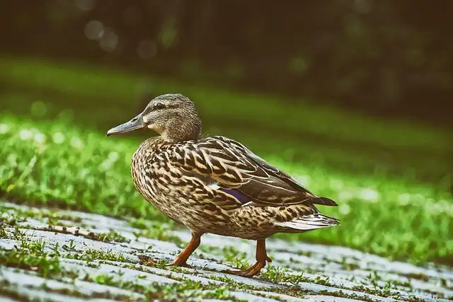 Platypus’ Unique Hollow Melanosomes: A Pigment Puzzle