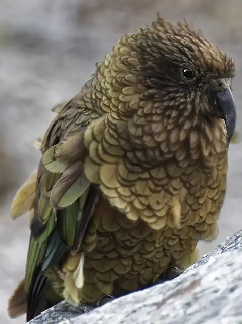 The Unstoppable Bruce: How a Disabled Kea Parrot Became the Alpha