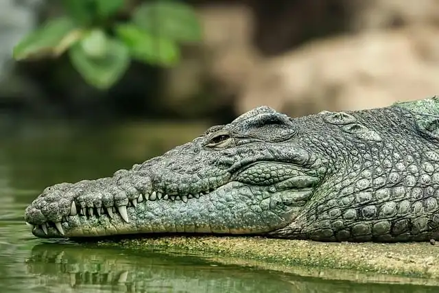 Unearthing Giant Cretaceous Octopuses: Apex Predators from Fossil Jaws