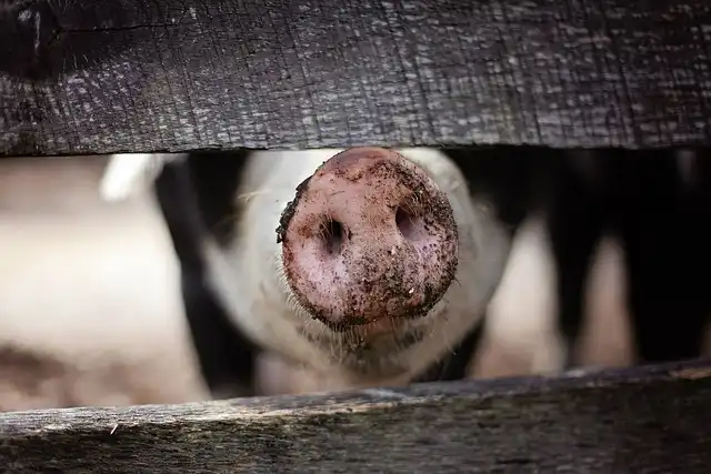 Animal Cruelty Concerns in Dutch Pig Transport