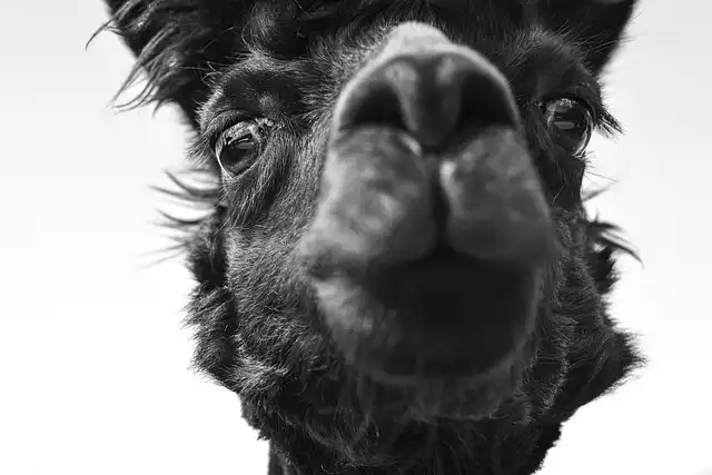 Animal Cruelty & Welfare: A Call for Action