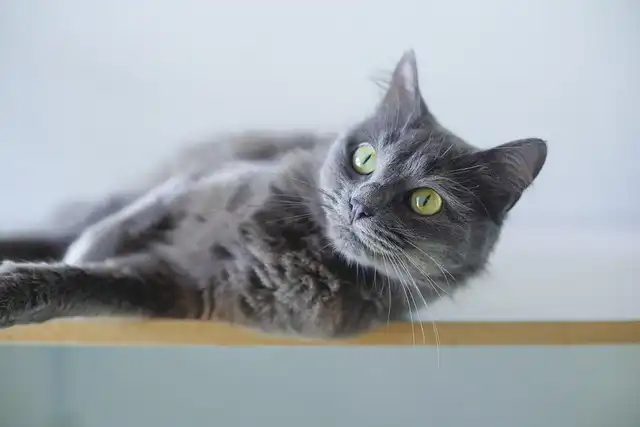 Cat Air Chewing: Causes, Symptoms & Effective Management Strategies