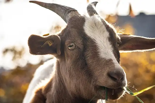 Overlooked Animal Suffering: From Disasters to Live Trade Horrors