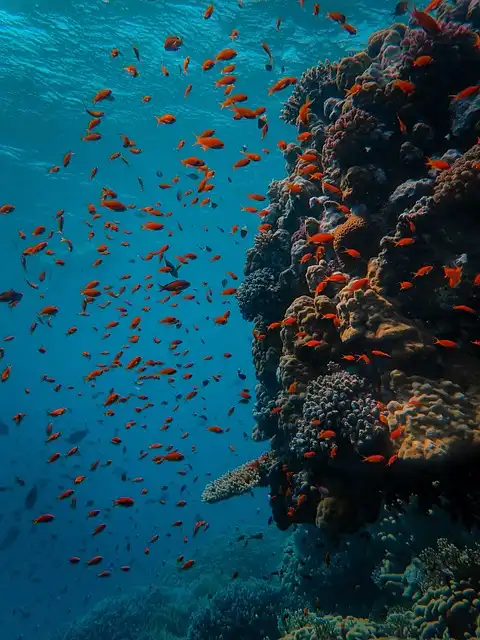 Scuba Divers’ Unseen Impact: Overconfidence Damages Coral Reefs