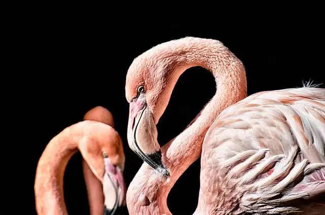 Albania Wetland Battle: Flamingos vs. Luxury Development