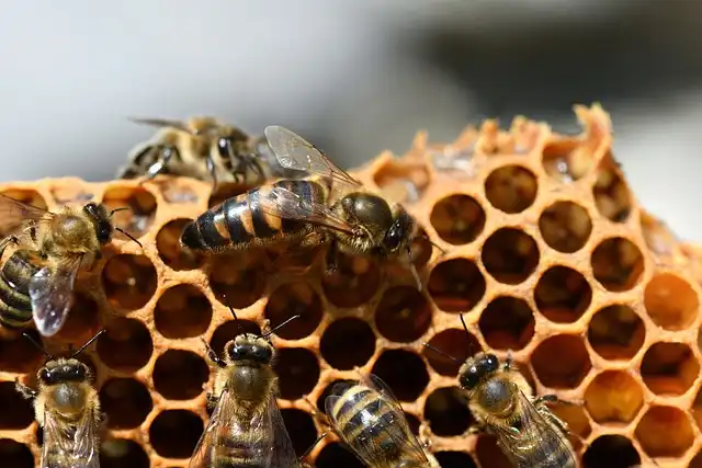 Bee Queen Cell Wax Secrets Revealed