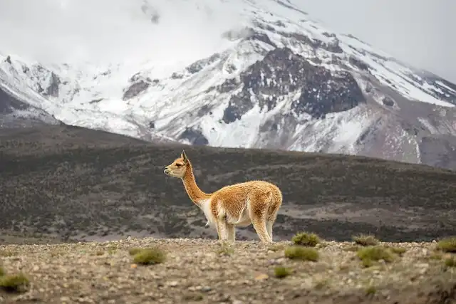Andean Mice Conquer Extreme Altitudes: Genetic & Metabolic Adaptations