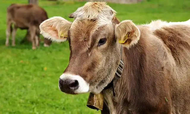 Beefalo Genome Study: Bison Ancestry Less Than Believed