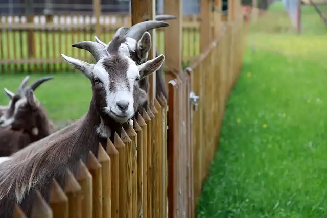 EU’s New Farm Strategy: Enhancing Animal Welfare & Food System Resilience