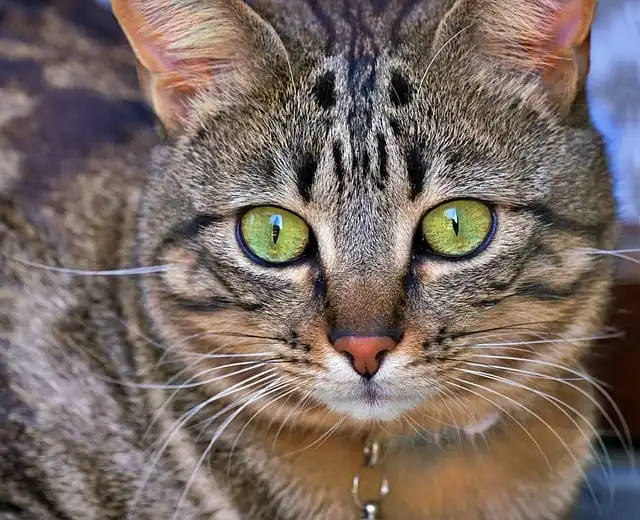 PettiChat: AI Device Translates Your Cat’s Meows