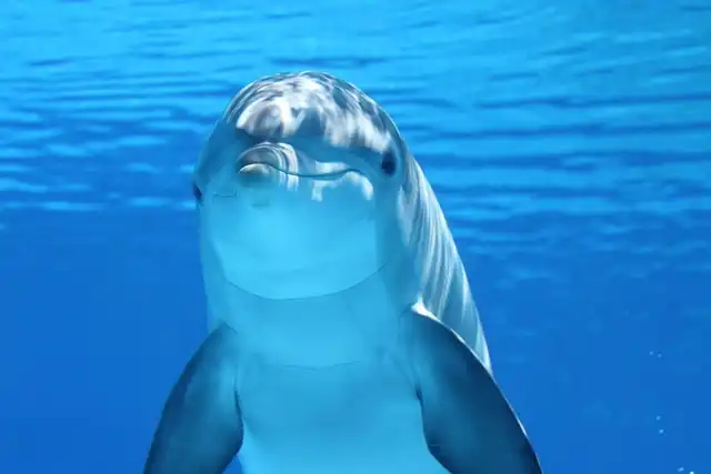 Toxins Accelerate Dolphin Aging, Mirroring Human Health Risks