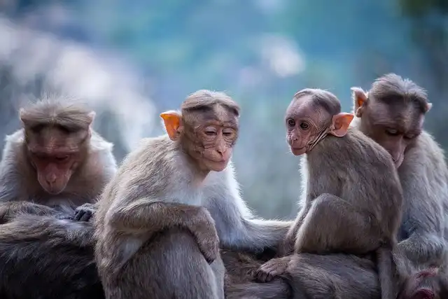 New Monkey Species Discovered in Congo