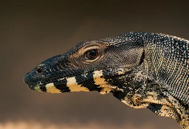 New Insect Genus Named Swiftiephylus Honoring Taylor Swift
